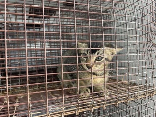 A656924 - Domestic Short Hair available for adoption