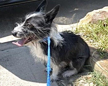 A661061 - Cairn Terrier available for adoption