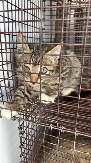 A657771 - Domestic Short Hair available for adoption