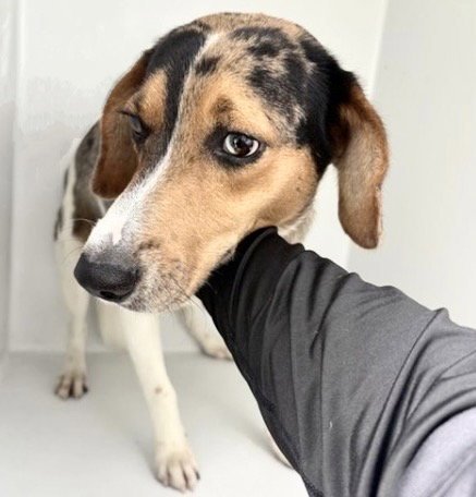 PATCH - Beagle available for adoption