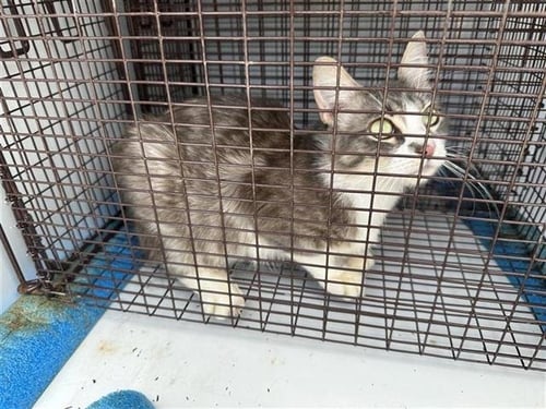 A658437 - Domestic Short Hair available for adoption