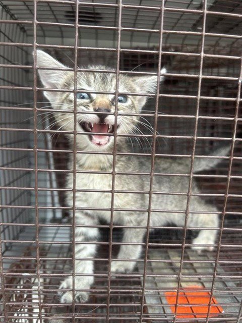 A656724 - Domestic Short Hair available for adoption