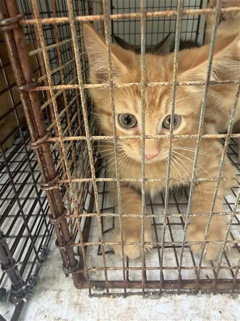 TANGERINE - Domestic Short Hair available for adoption