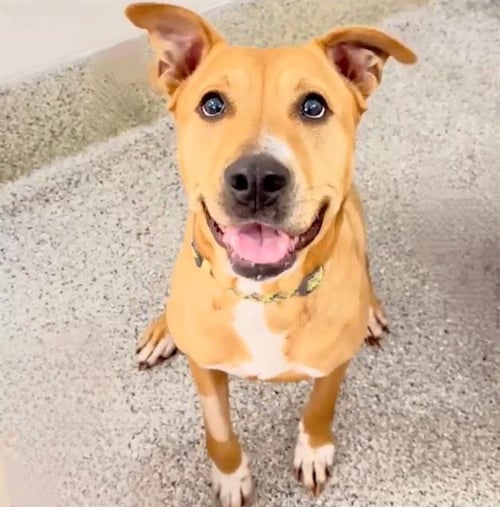 SASHA - Pit Bull Terrier available for adoption
