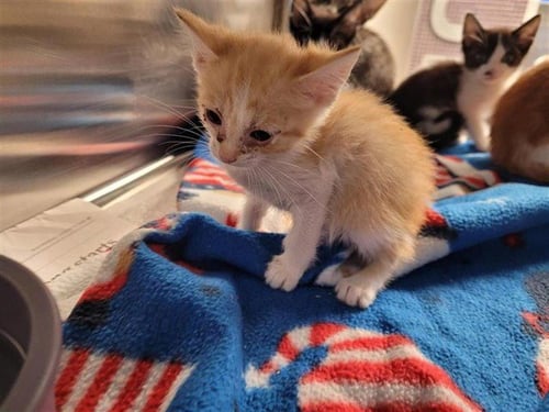 A657546 - Domestic Short Hair available for adoption