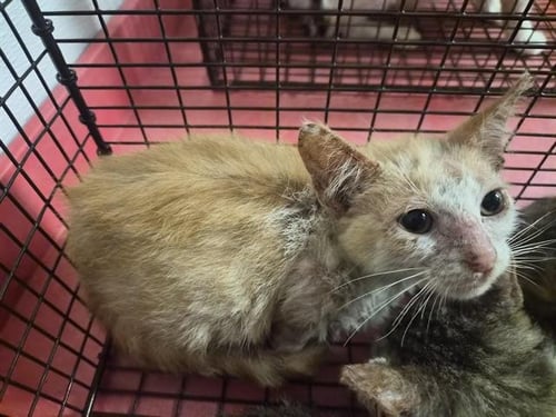 TAKIS - Domestic Short Hair available for adoption