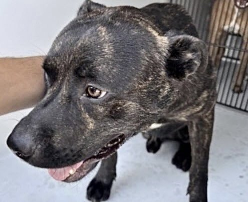 A661027 - Pit Bull Terrier available for adoption