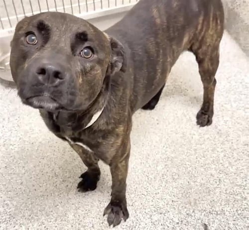 A661027 - Pit Bull Terrier available for adoption