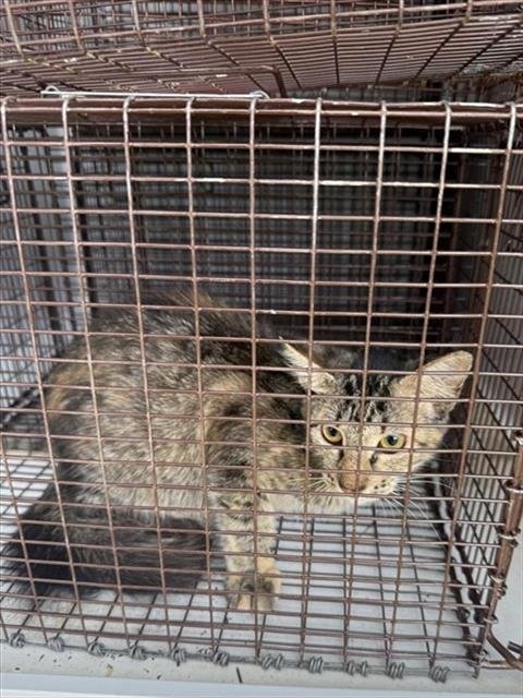 A662985 - Domestic Short Hair available for adoption