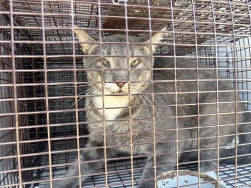 A656891 - Domestic Short Hair available for adoption