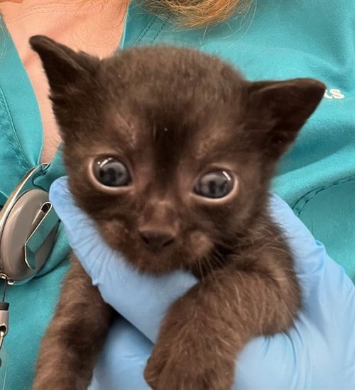 PIP - Domestic Short Hair available for adoption