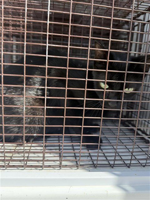 A661890 - Domestic Short Hair available for adoption