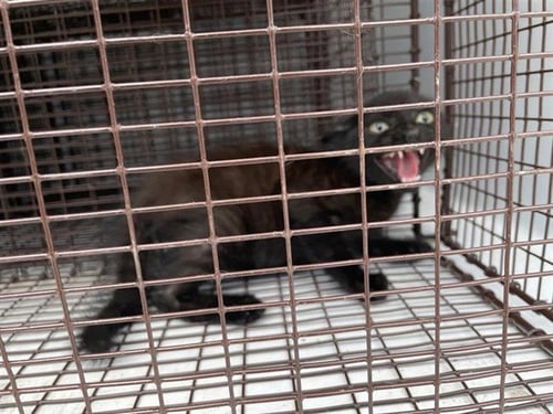 A658648 - Domestic Short Hair available for adoption