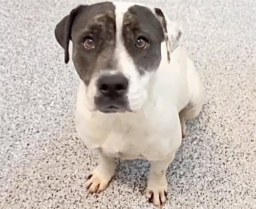 HARPER - Staffordshire Bull Terrier available for adoption