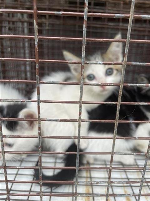A657867 - Domestic Short Hair available for adoption