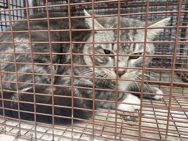 A650506 - Domestic Short Hair available for adoption