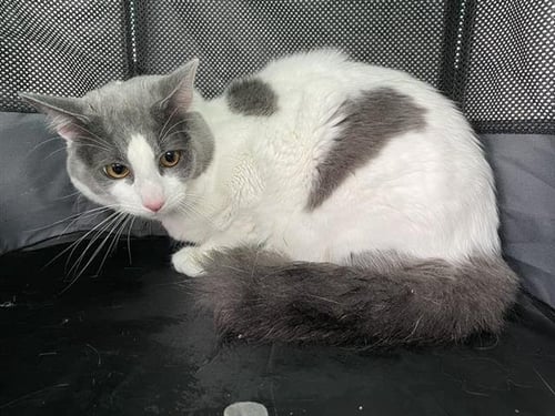 A657332 - Domestic Medium Hair available for adoption