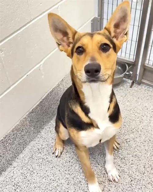 MILEY - German Shepherd Dog available for adoption