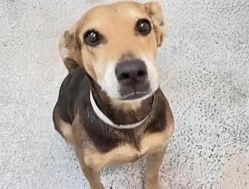 CALI - Labrador Retriever available for adoption
