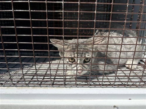 A661111 - Domestic Short Hair available for adoption
