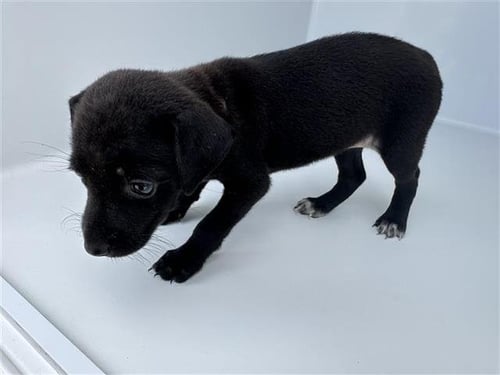 A658644 - Labrador Retriever available for adoption