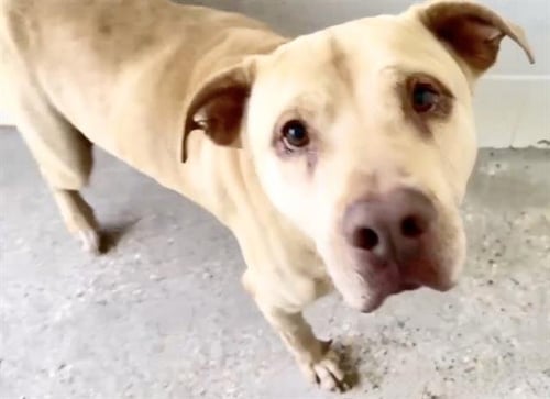 QUINCY - Pit Bull Terrier available for adoption