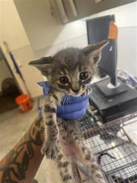 A658314 - Domestic Short Hair available for adoption