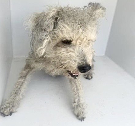 A657694 - Poodle (Miniature) available for adoption