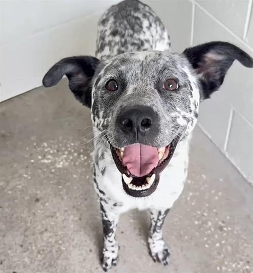 MARSHALL - Dalmatian available for adoption