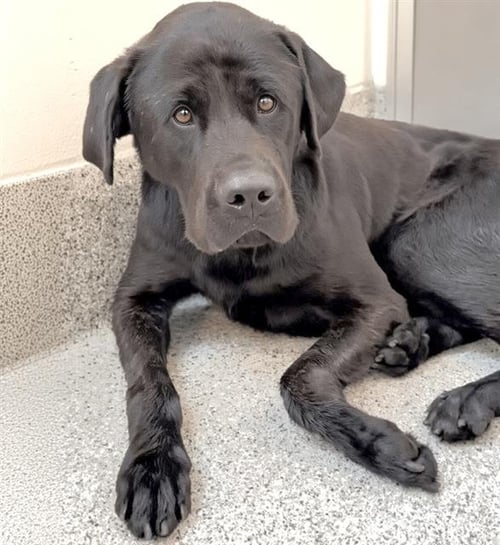 CYCLOPS - Labrador Retriever available for adoption