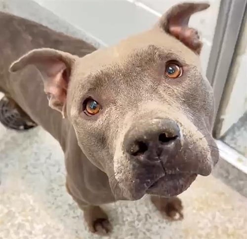 A660761 - Pit Bull Terrier available for adoption