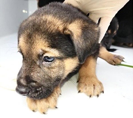 A661204 - German Shepherd Dog available for adoption