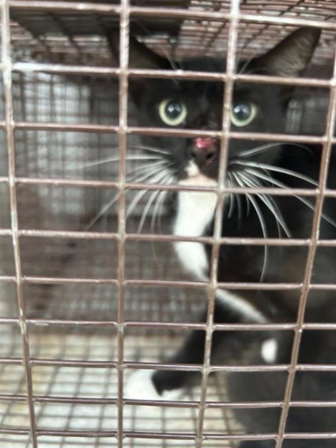 A657574 - Domestic Short Hair available for adoption