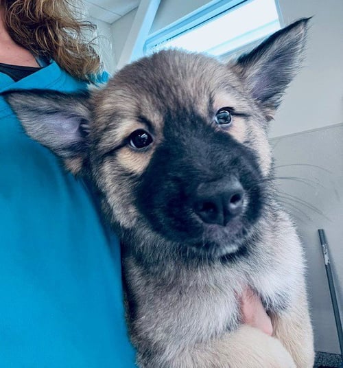 A655795 - German Shepherd Dog available for adoption