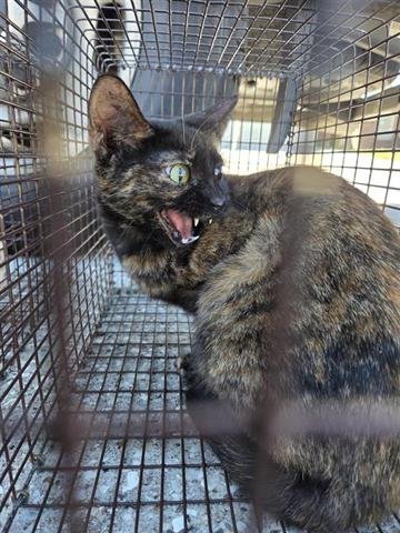 6 - Domestic Short Hair available for adoption