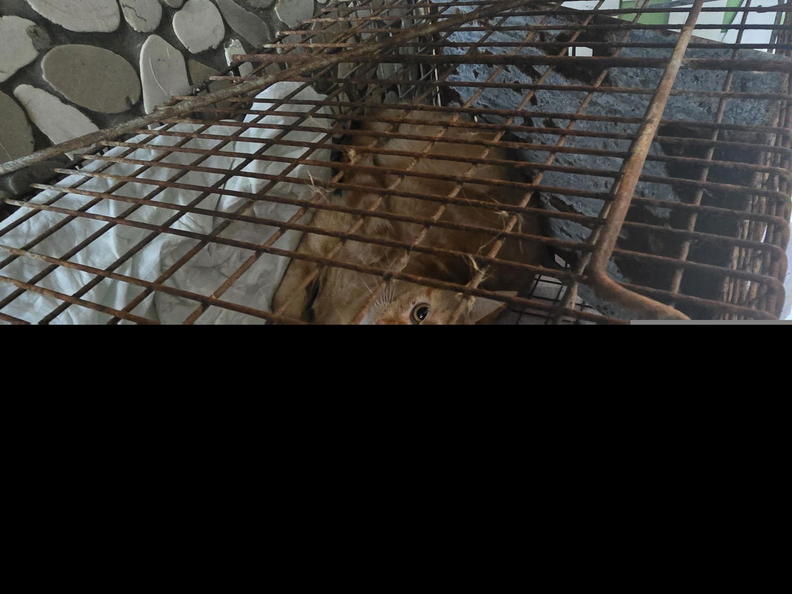 A650552 - Domestic Short Hair available for adoption