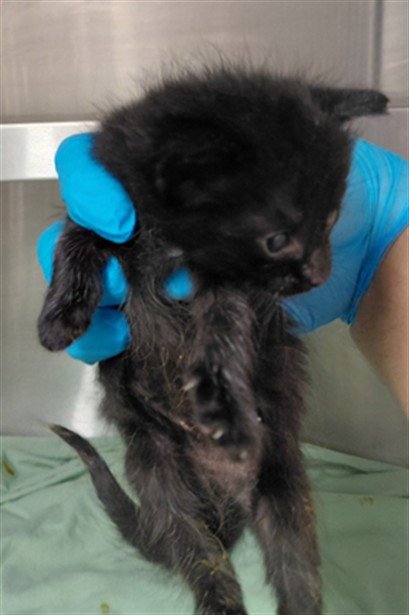 A661317 - Domestic Short Hair available for adoption