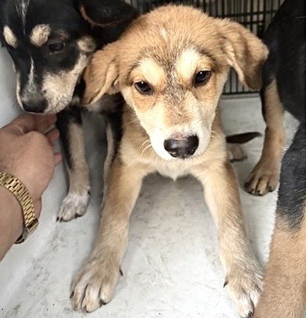 A660969 - German Shepherd Dog available for adoption
