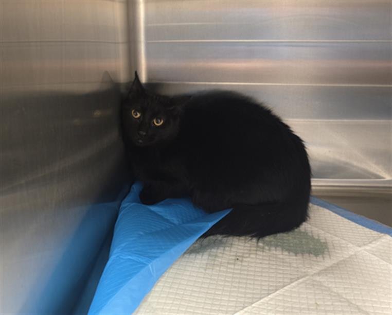 SAKI - Domestic Short Hair available for adoption