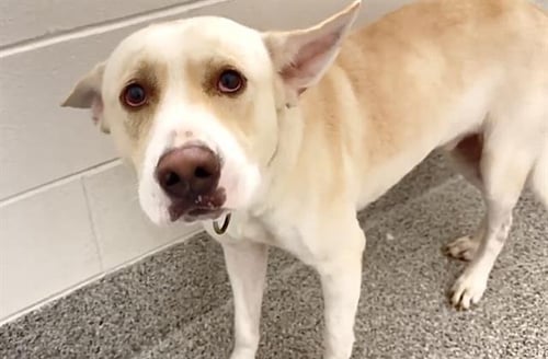 SNOOP - Husky / Labrador Retriever available for adoption