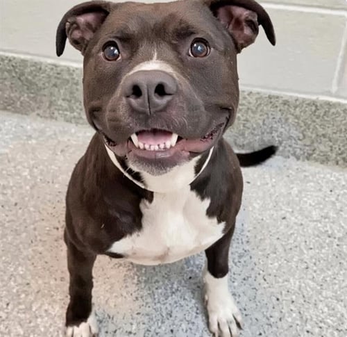 HAPPY - Pit Bull Terrier available for adoption