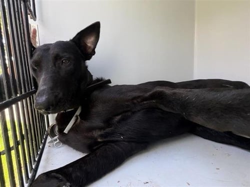 A657984 - Doberman Pinscher / German Shepherd Dog available for adoption