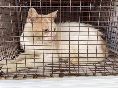 A658337 - Domestic Short Hair available for adoption