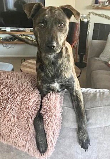 SUSIE - Plott Hound available for adoption
