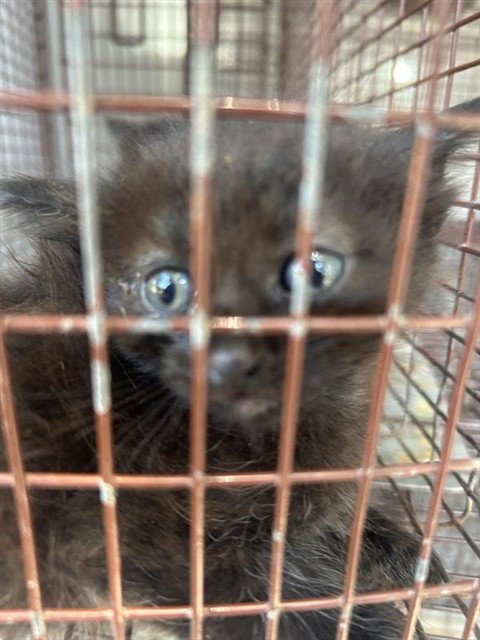 A656896 - Domestic Short Hair available for adoption