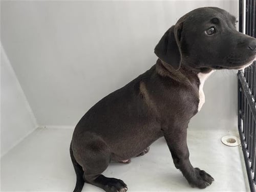 JELLYBEAN - Labrador Retriever available for adoption