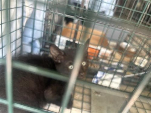 A656807 - Domestic Short Hair available for adoption