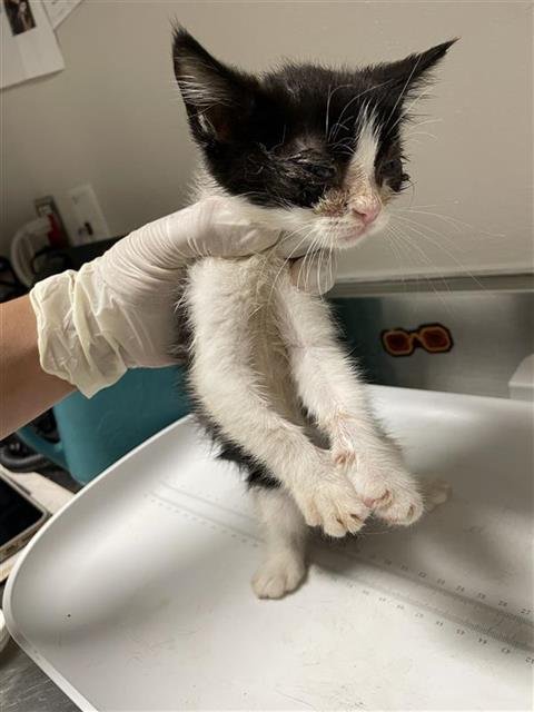 A658352 - Domestic Short Hair available for adoption