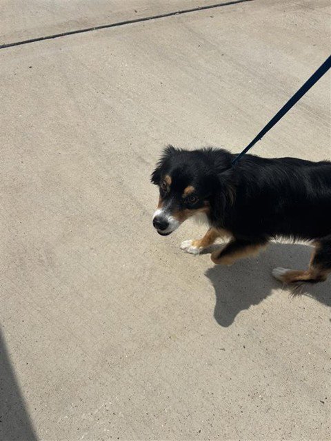 A661202 - Australian Cattle Dog/Blue Heeler available for adoption