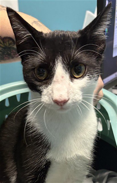 SPRINKLE - Domestic Short Hair available for adoption